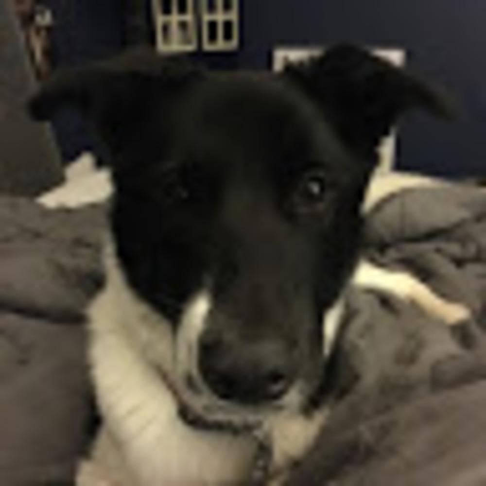 Meet your Posher, Sydney